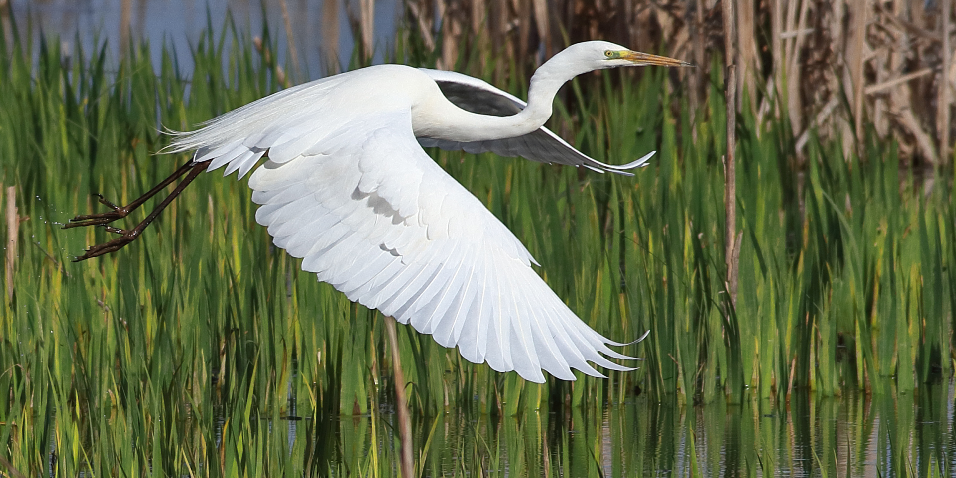 Garza Blanca, Ardea Alba