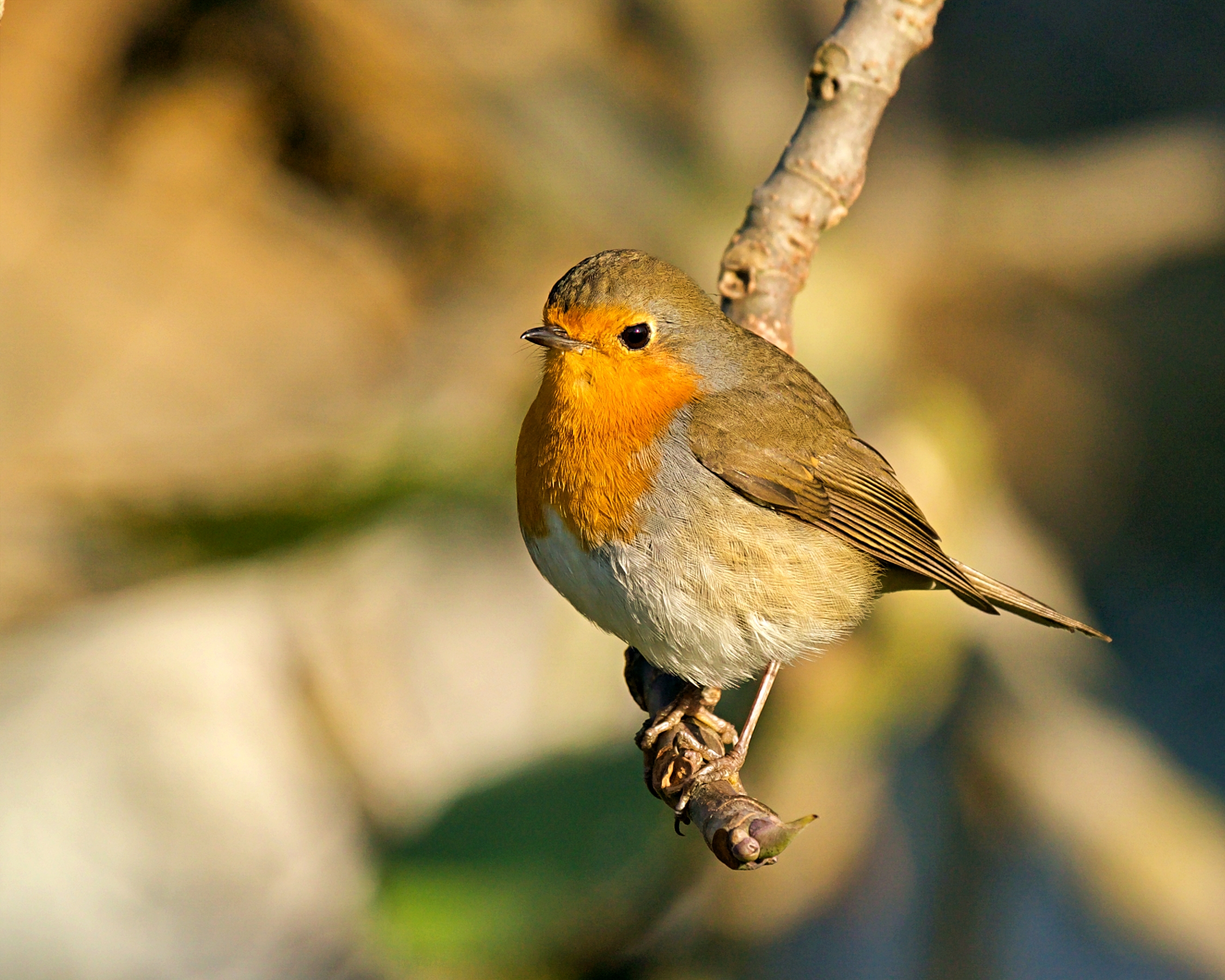 Robin
