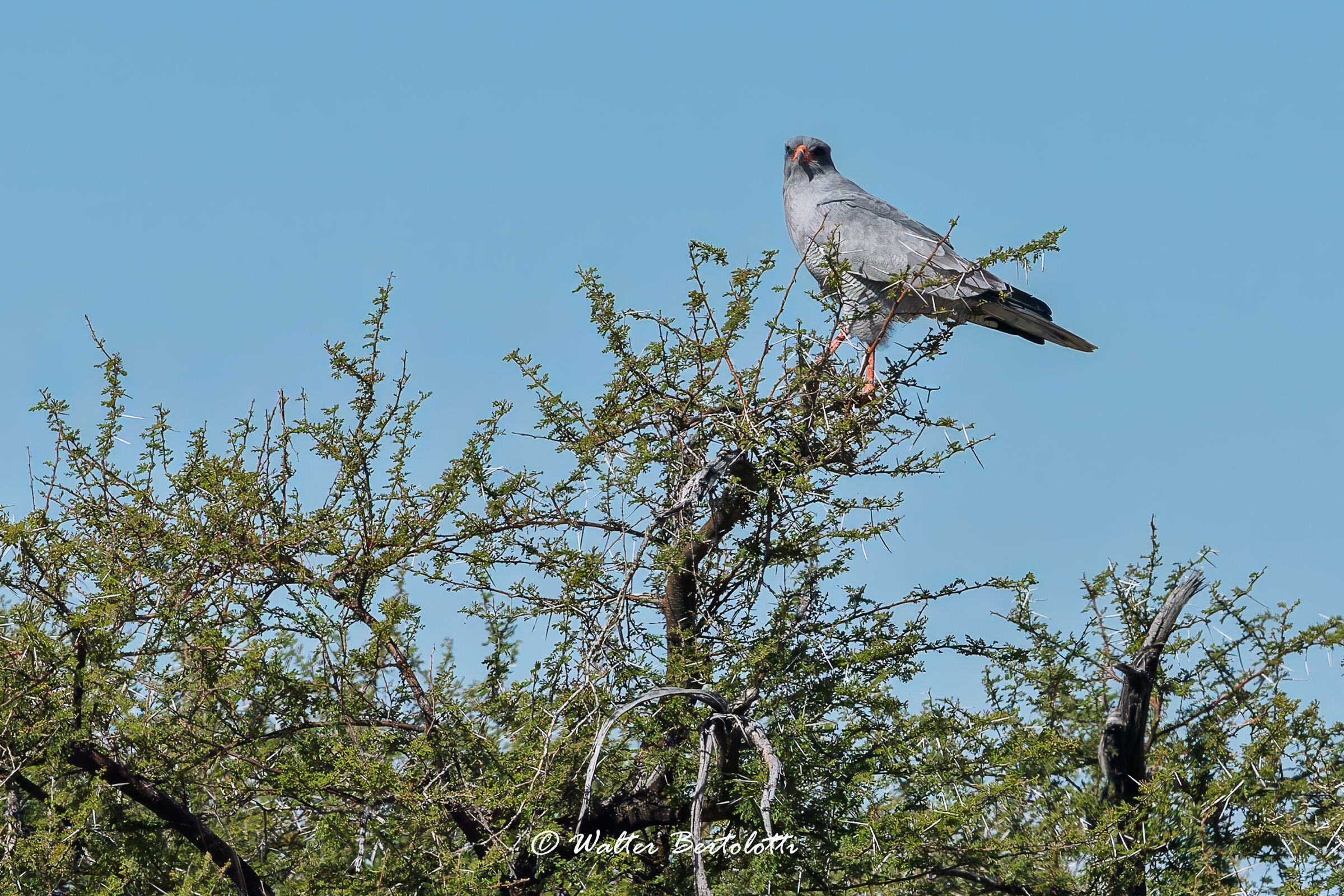 Astore cantante pallido