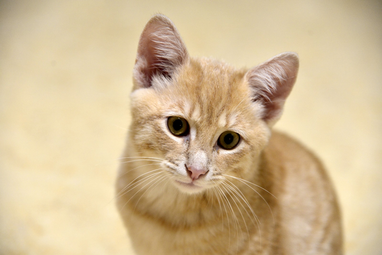 Mi presento sono Achille