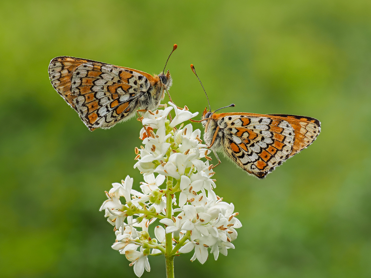 Melitaea sp.