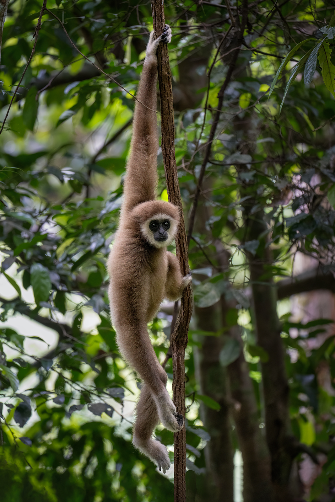 Portrait of a male gibbon in the branches of the jungle