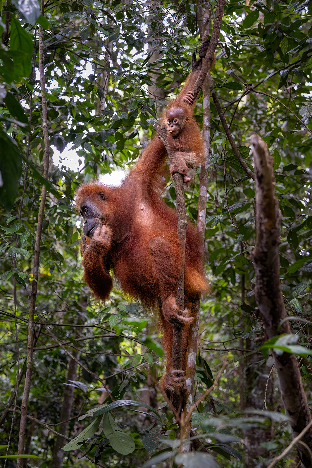 Female orangutan with her baby in the trees