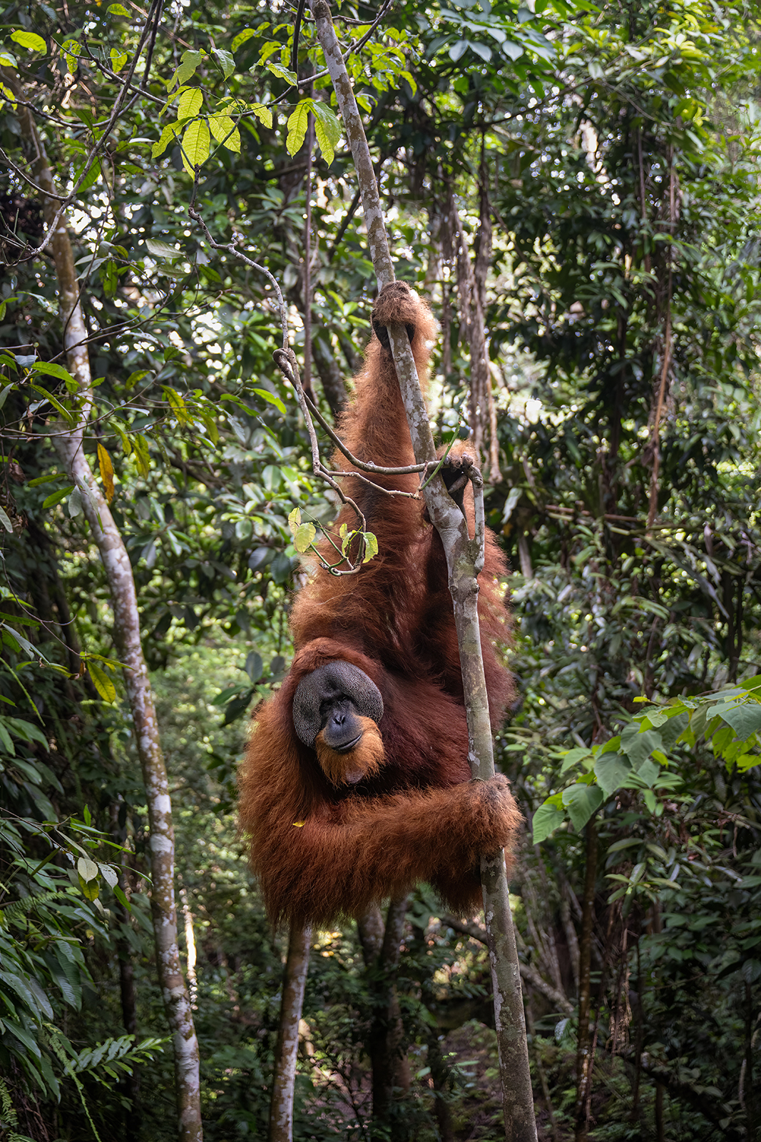 The guardian of the jungle