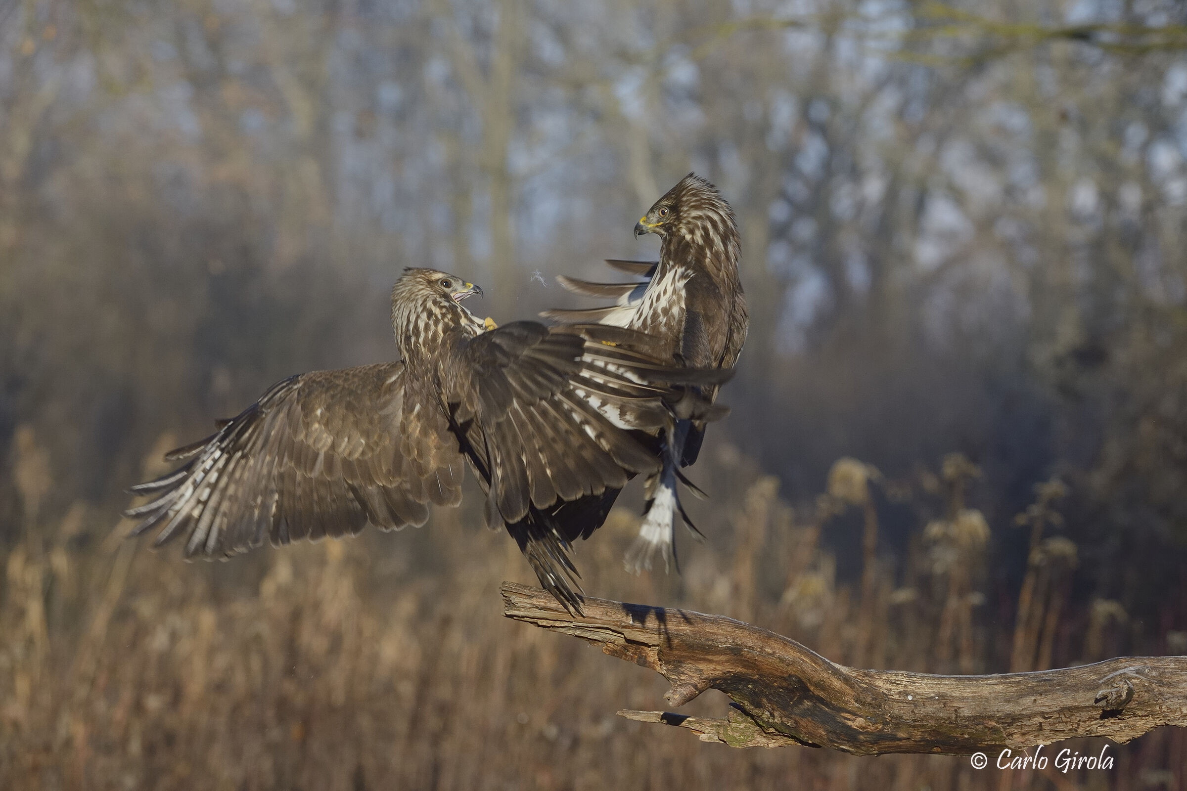 Poiana (Buteo buteo)