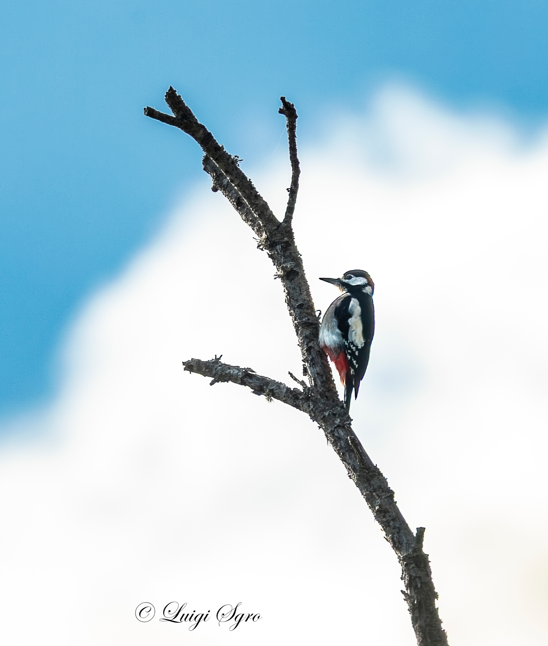 Picchio rosso maggiore