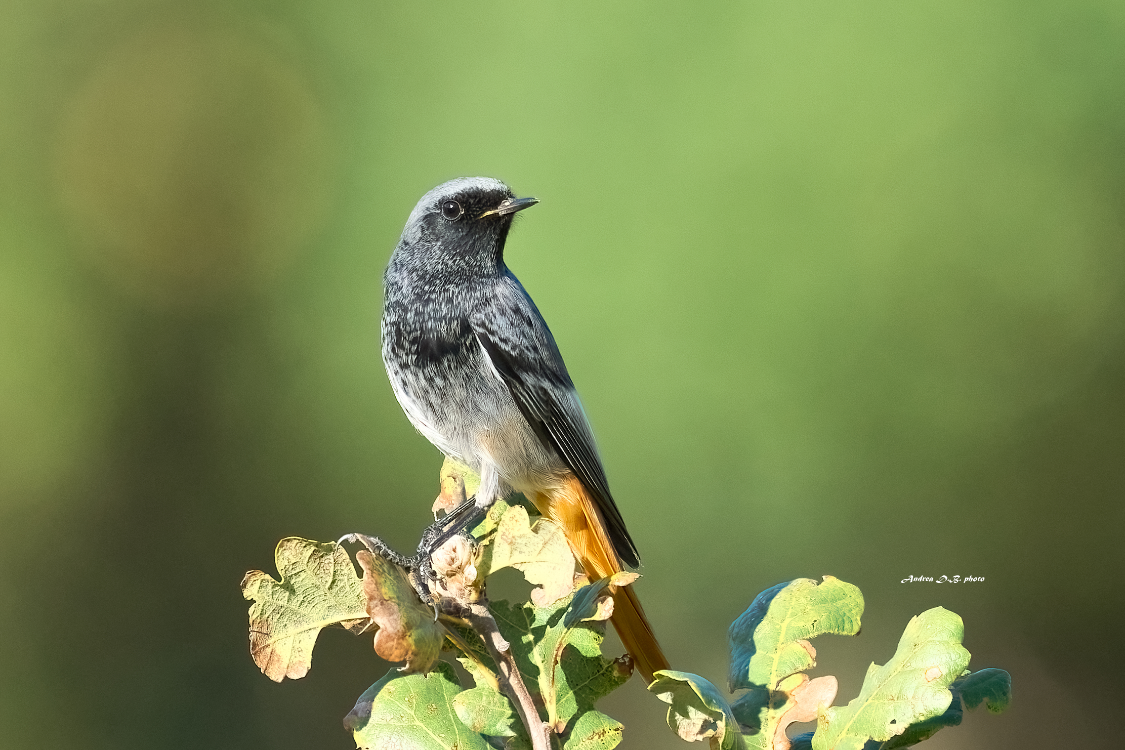 Codirosso spazzacamino maschio