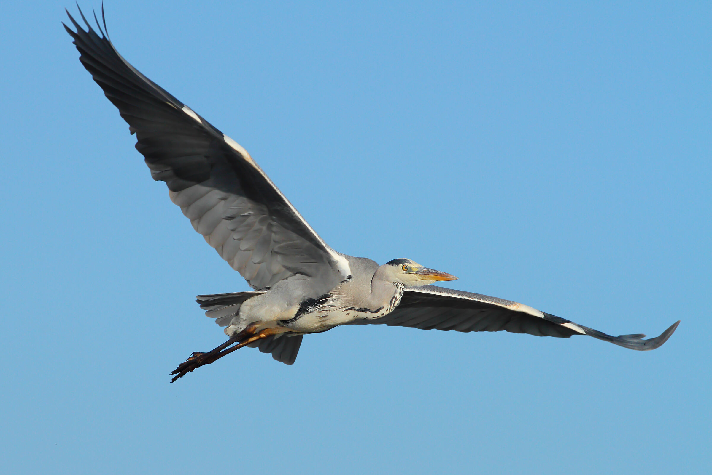Grey heron.