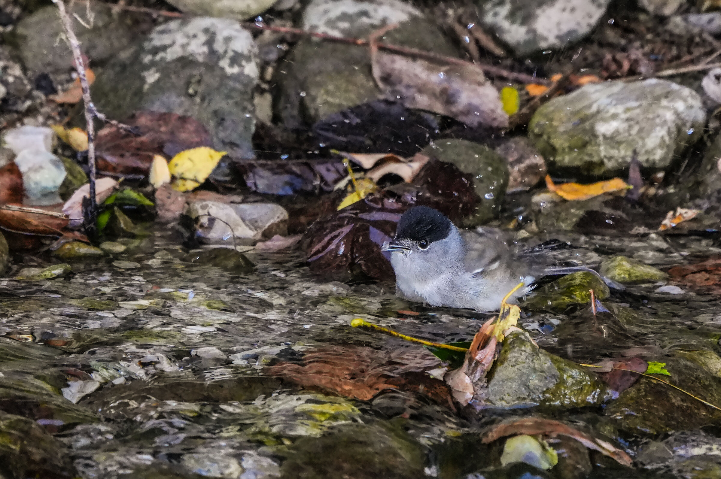 Blackcap at the bathroom