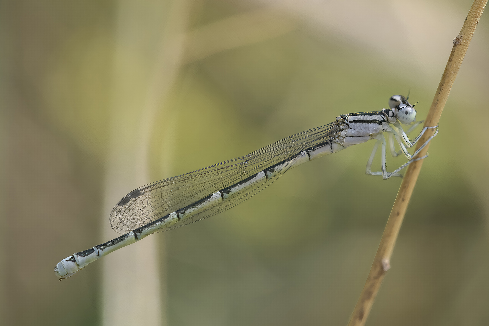 Enallagma cyathigerum