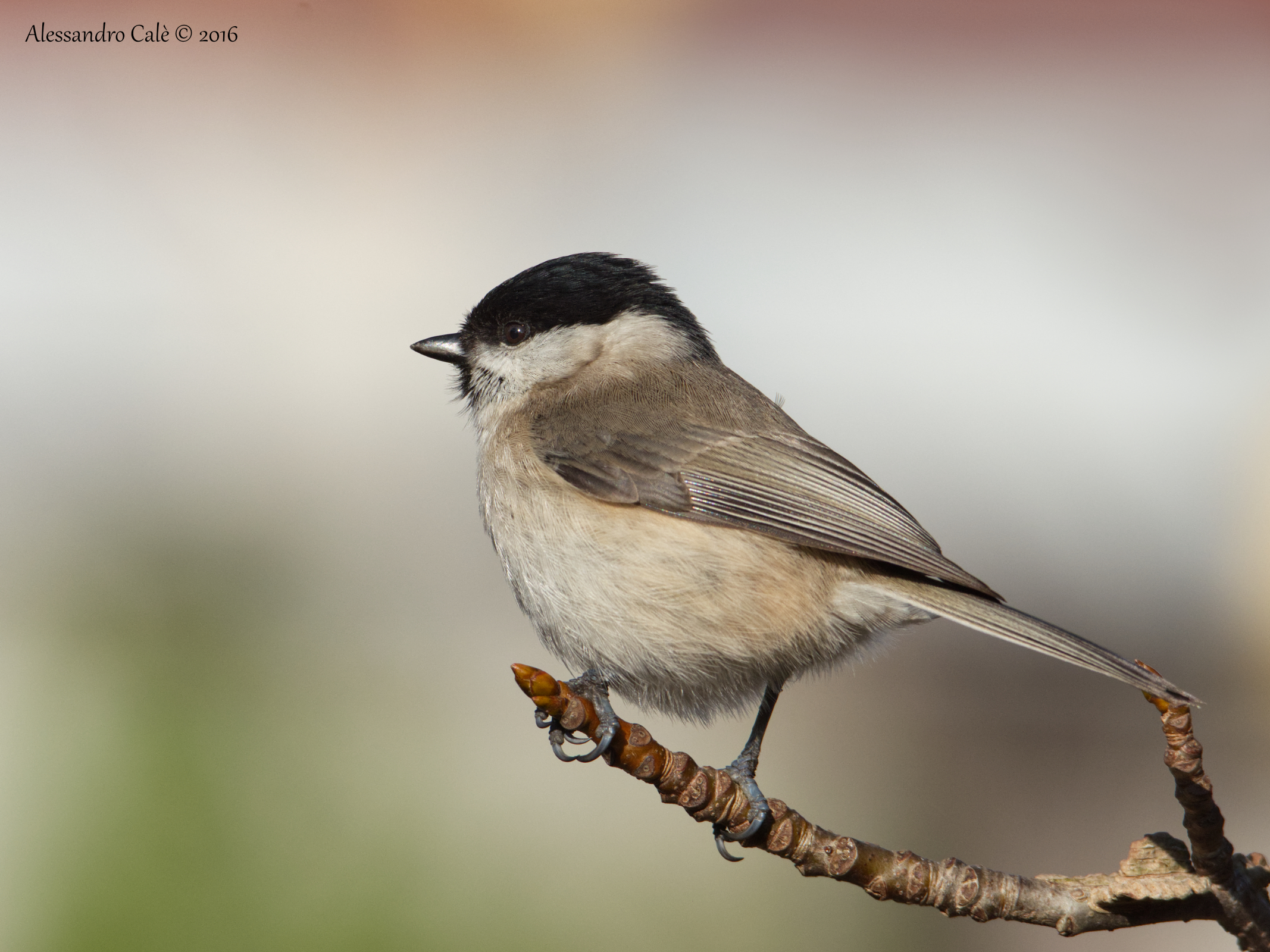 Parus palustris (Cincia bigia) 0210