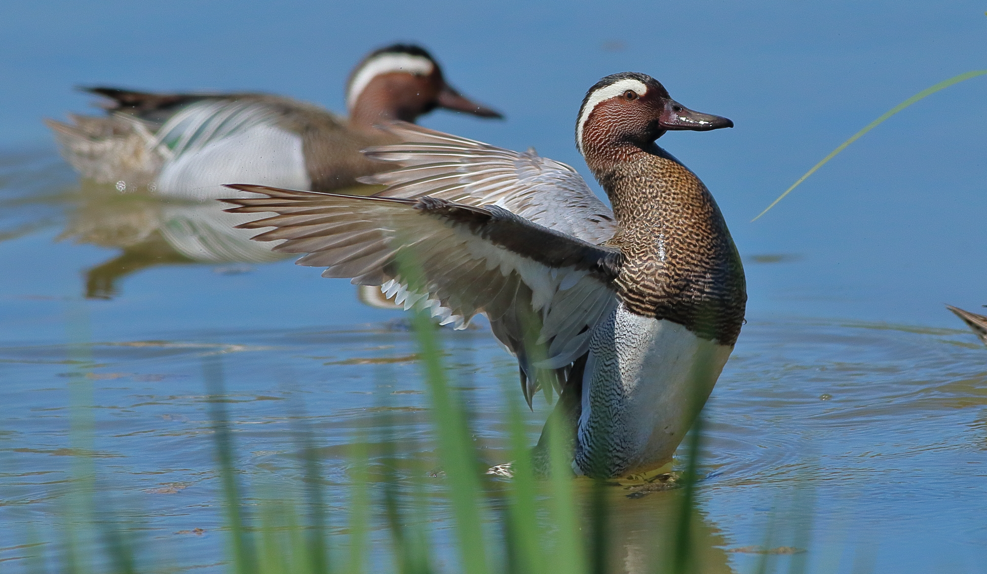 Cerceta Carretona, Spatula querquedula