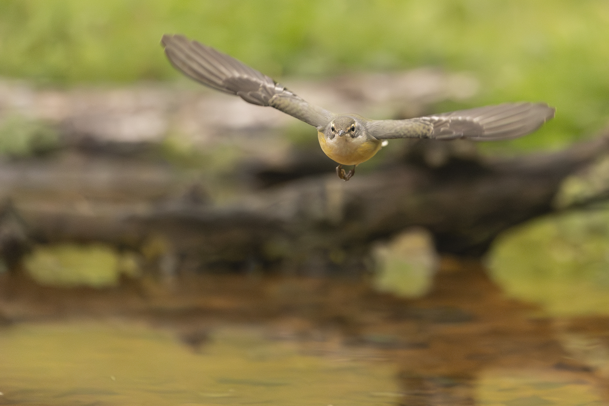 Yellow Dancer in Flight