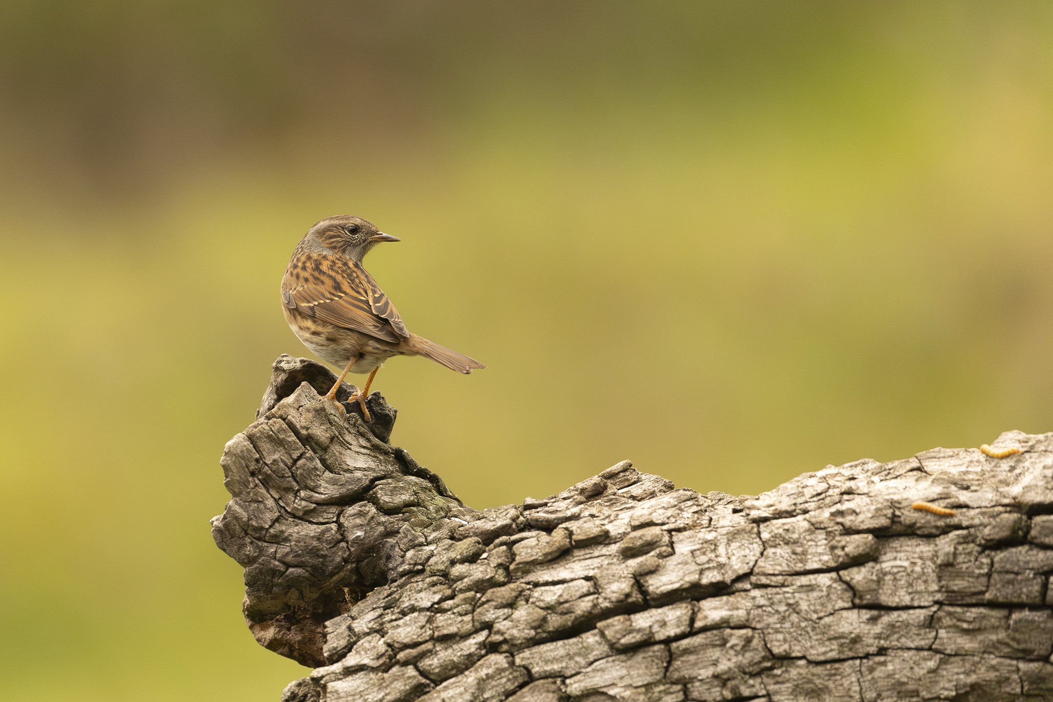 Dunnock