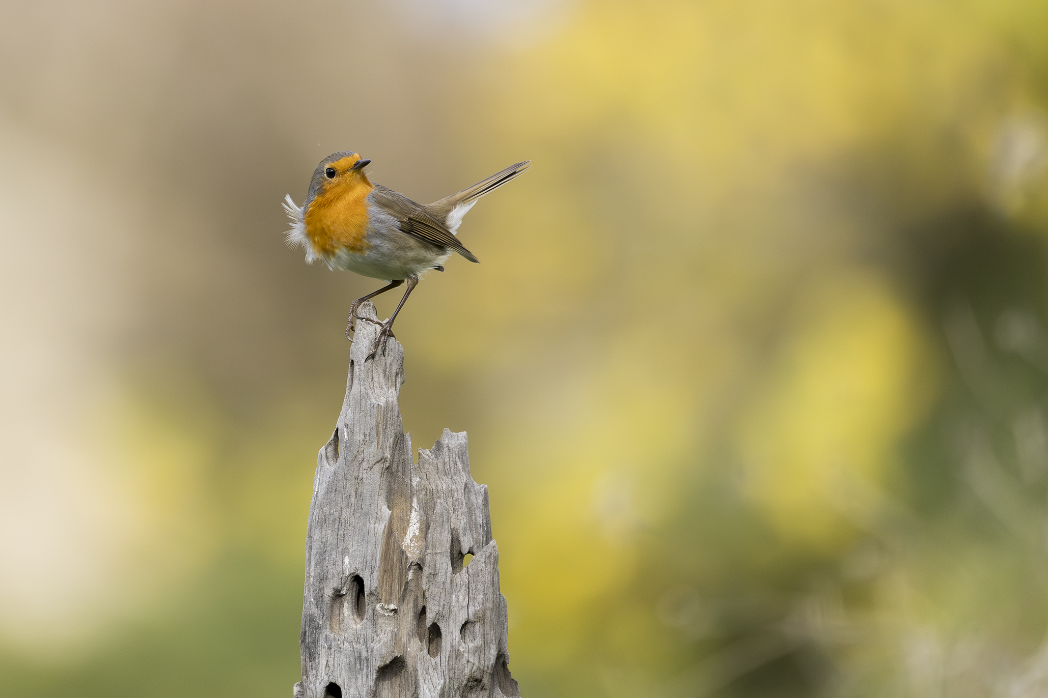 Robin
