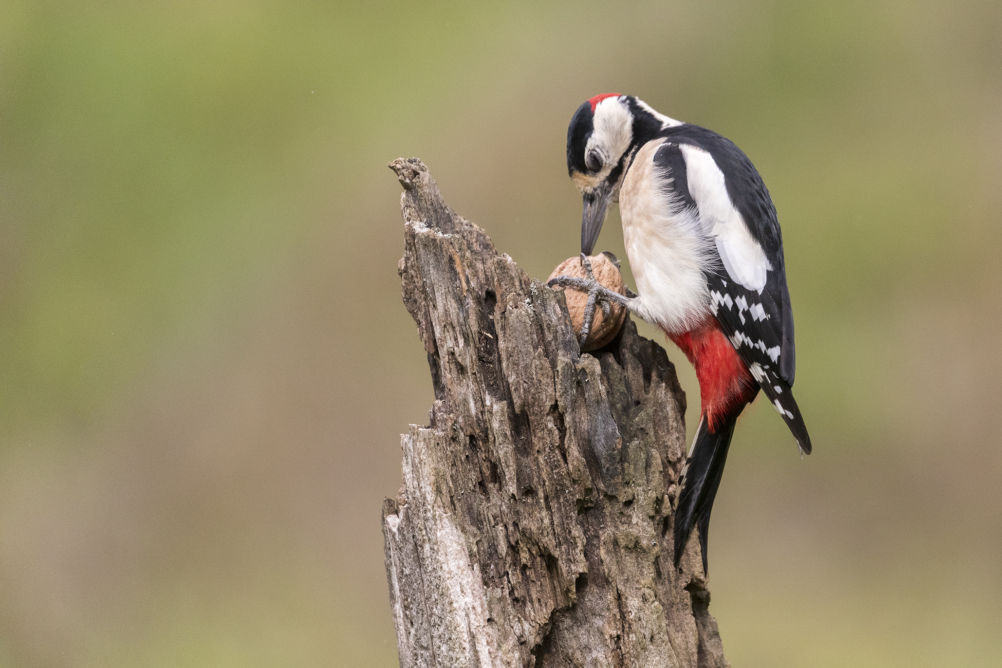 Great Spotted Woodpecker