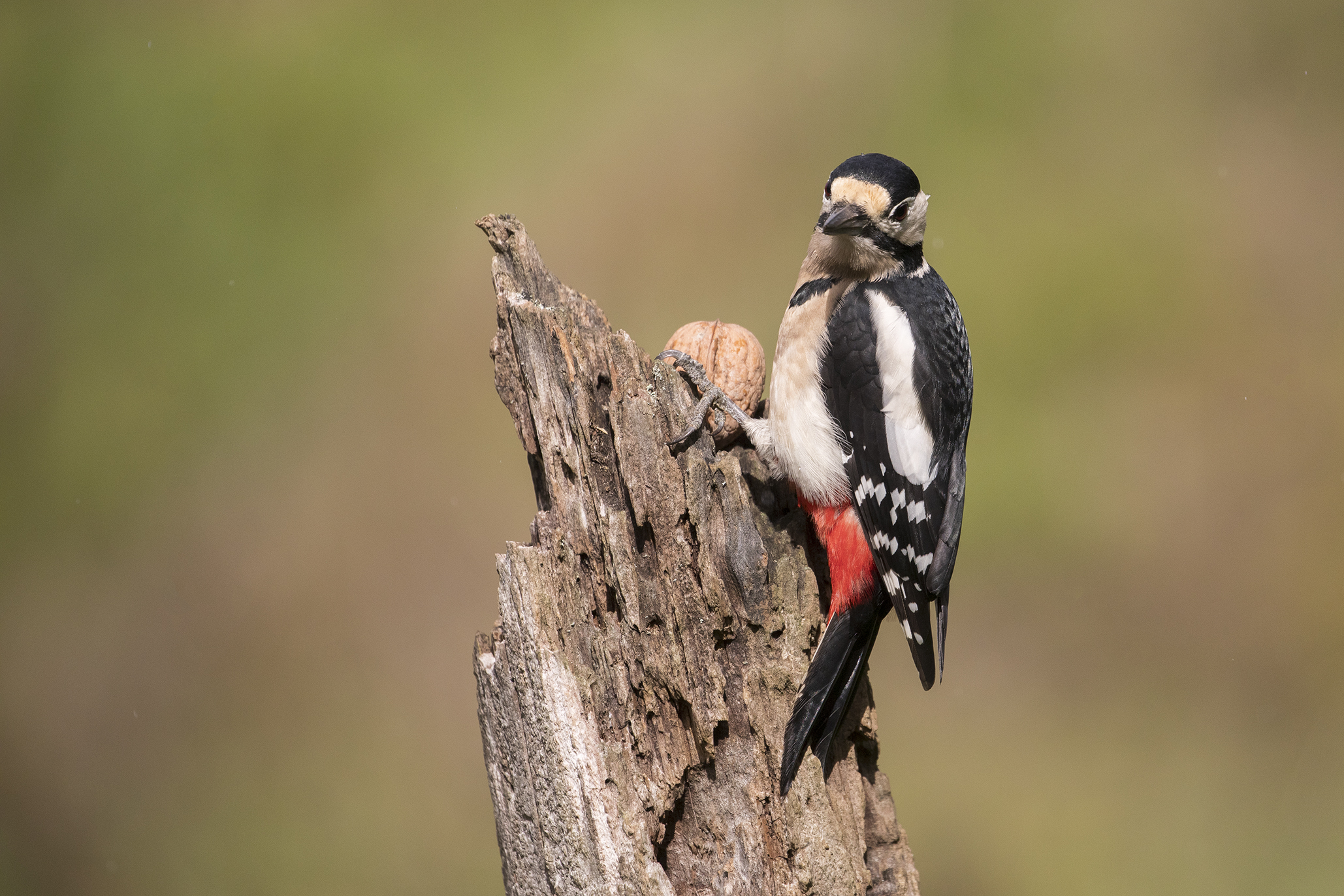 Great Red Woodpecker 2