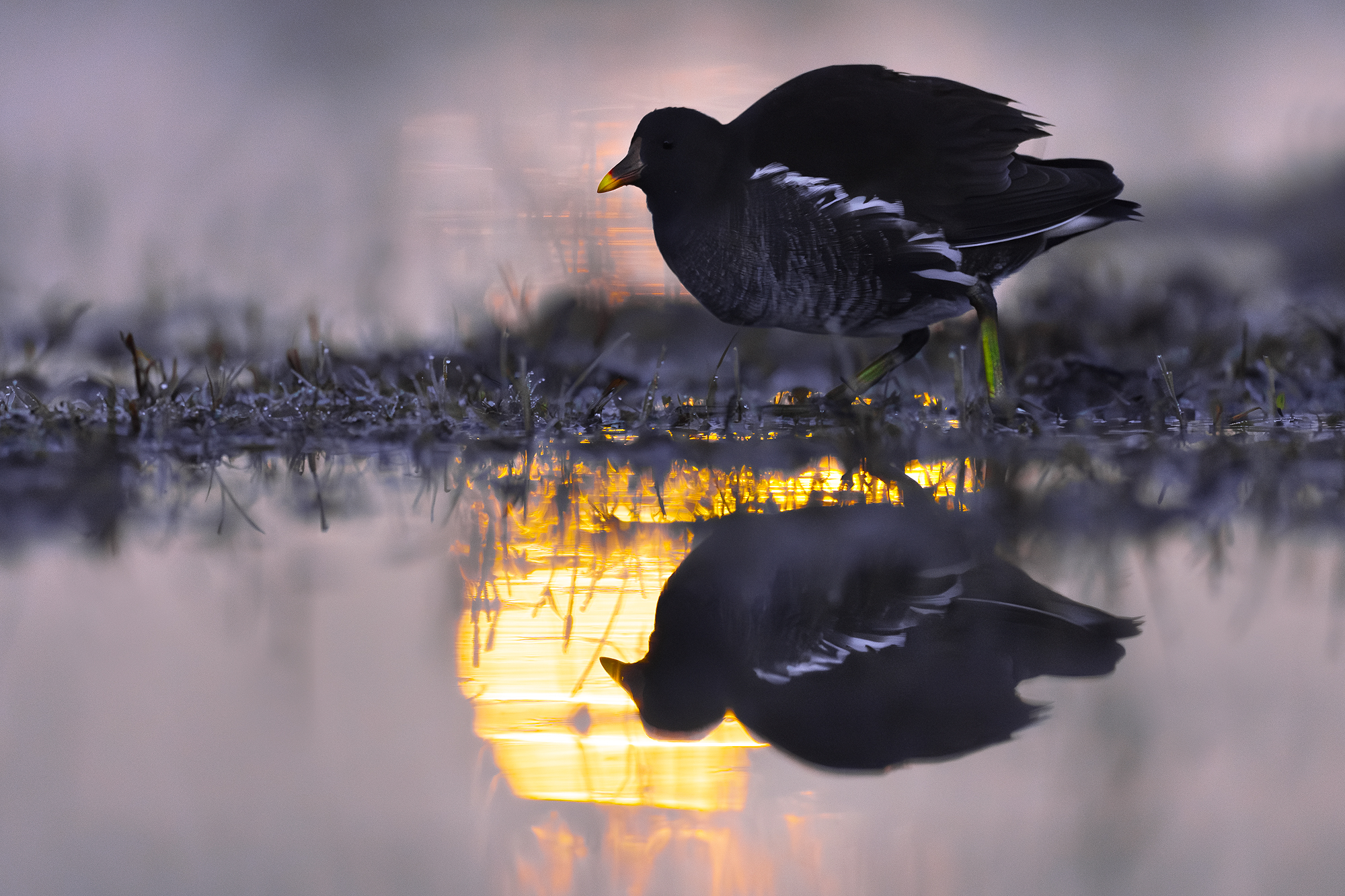 Moorhen
