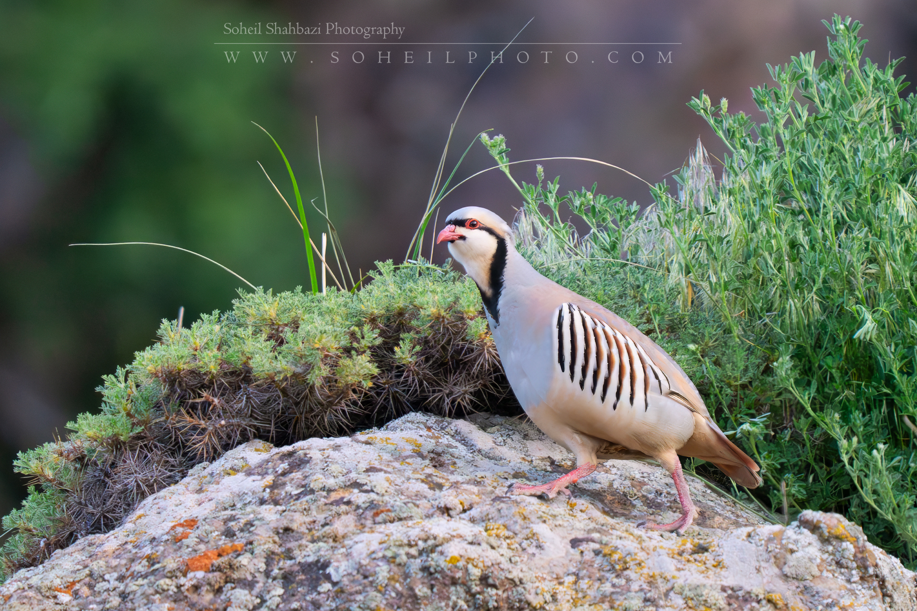 Alectoris chukar