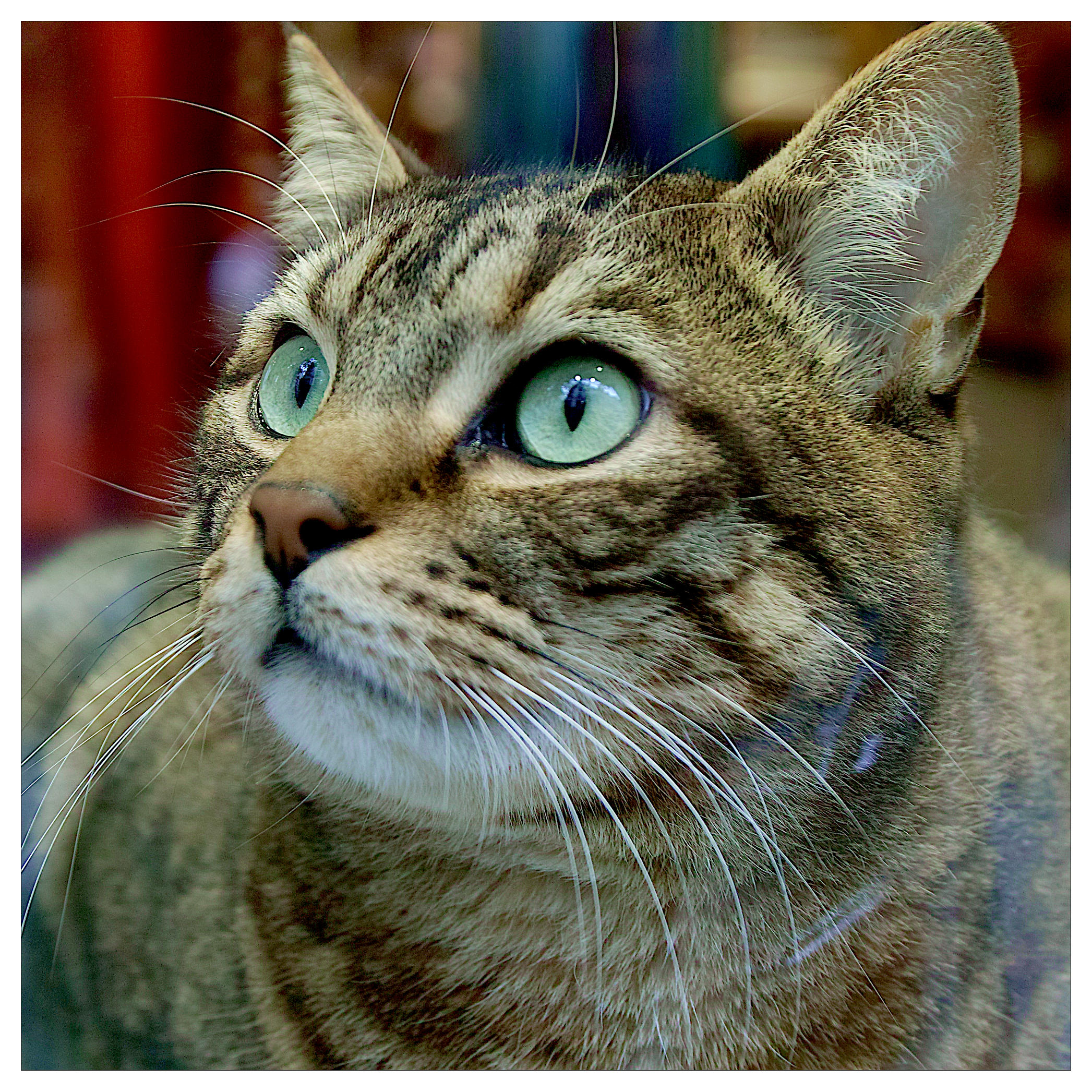 Cat's eyes