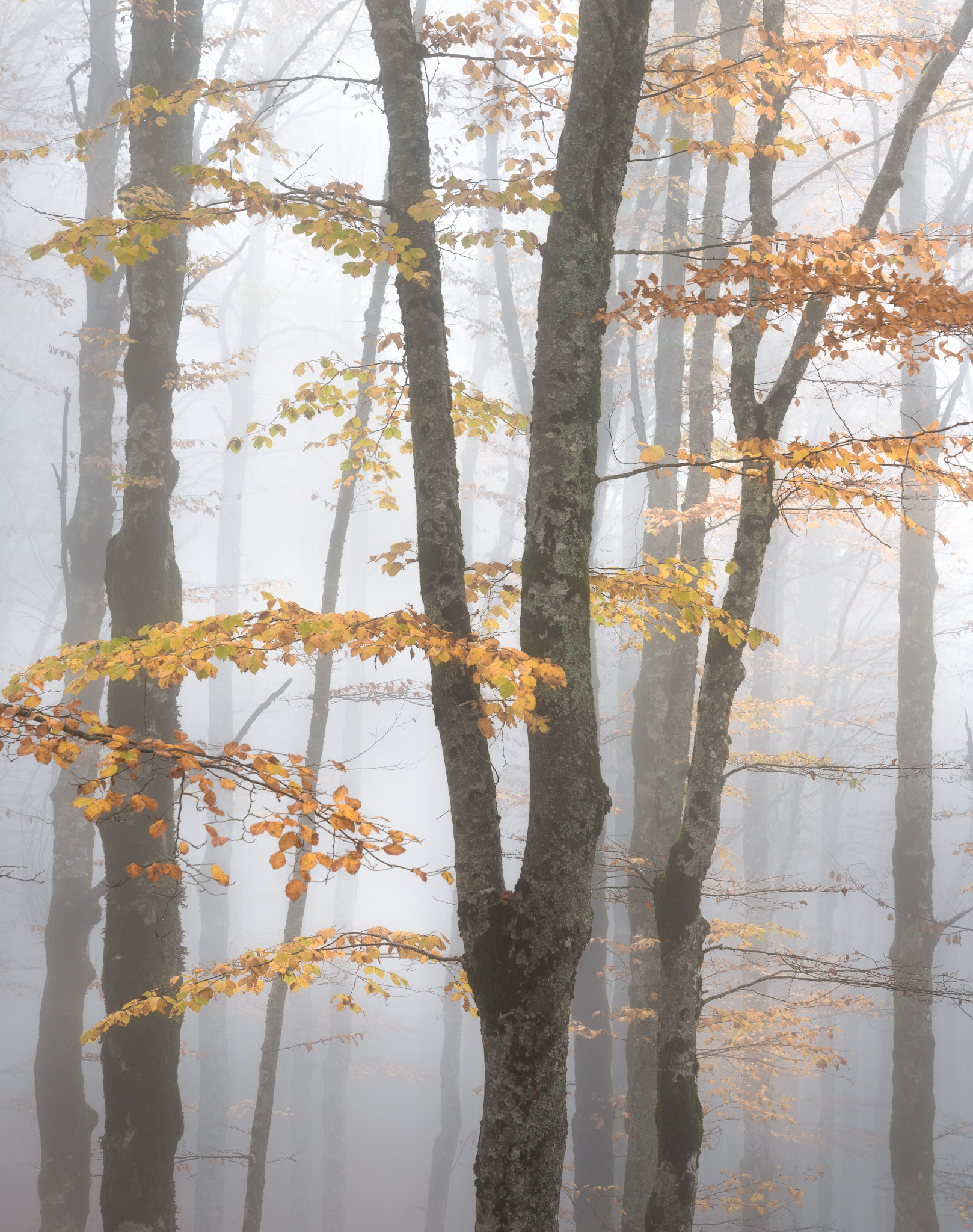 Into the woods
