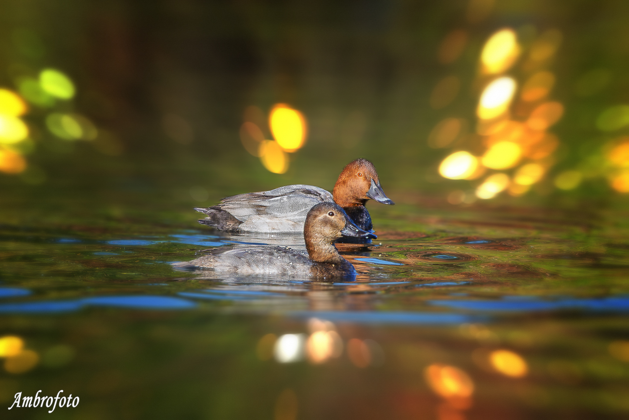 Lui e lei (moriglioni)