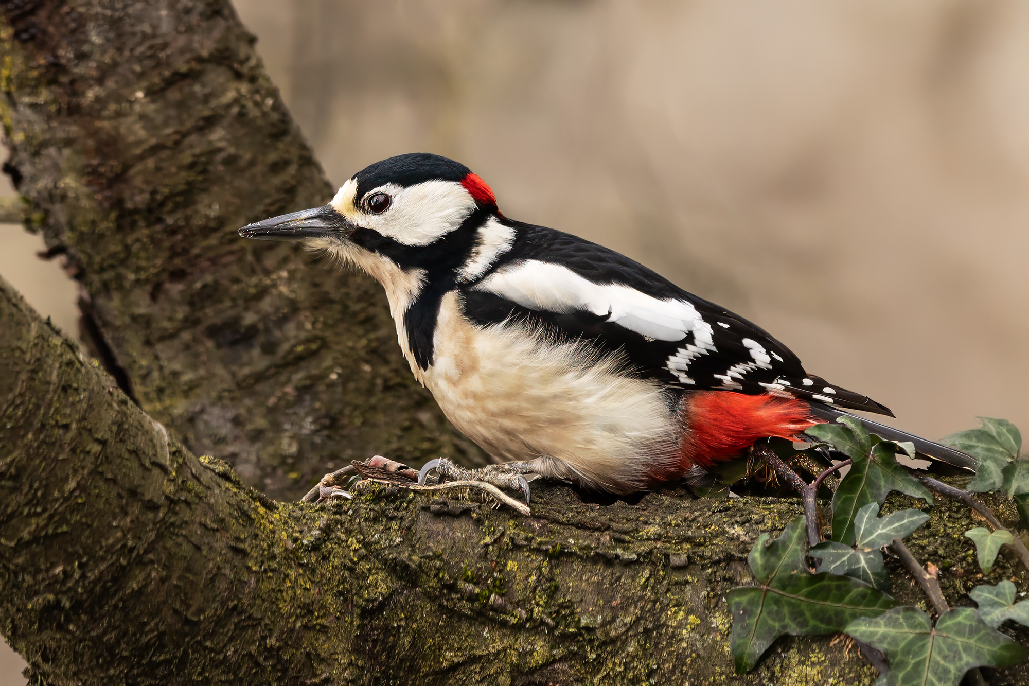 Spotted woodpecker