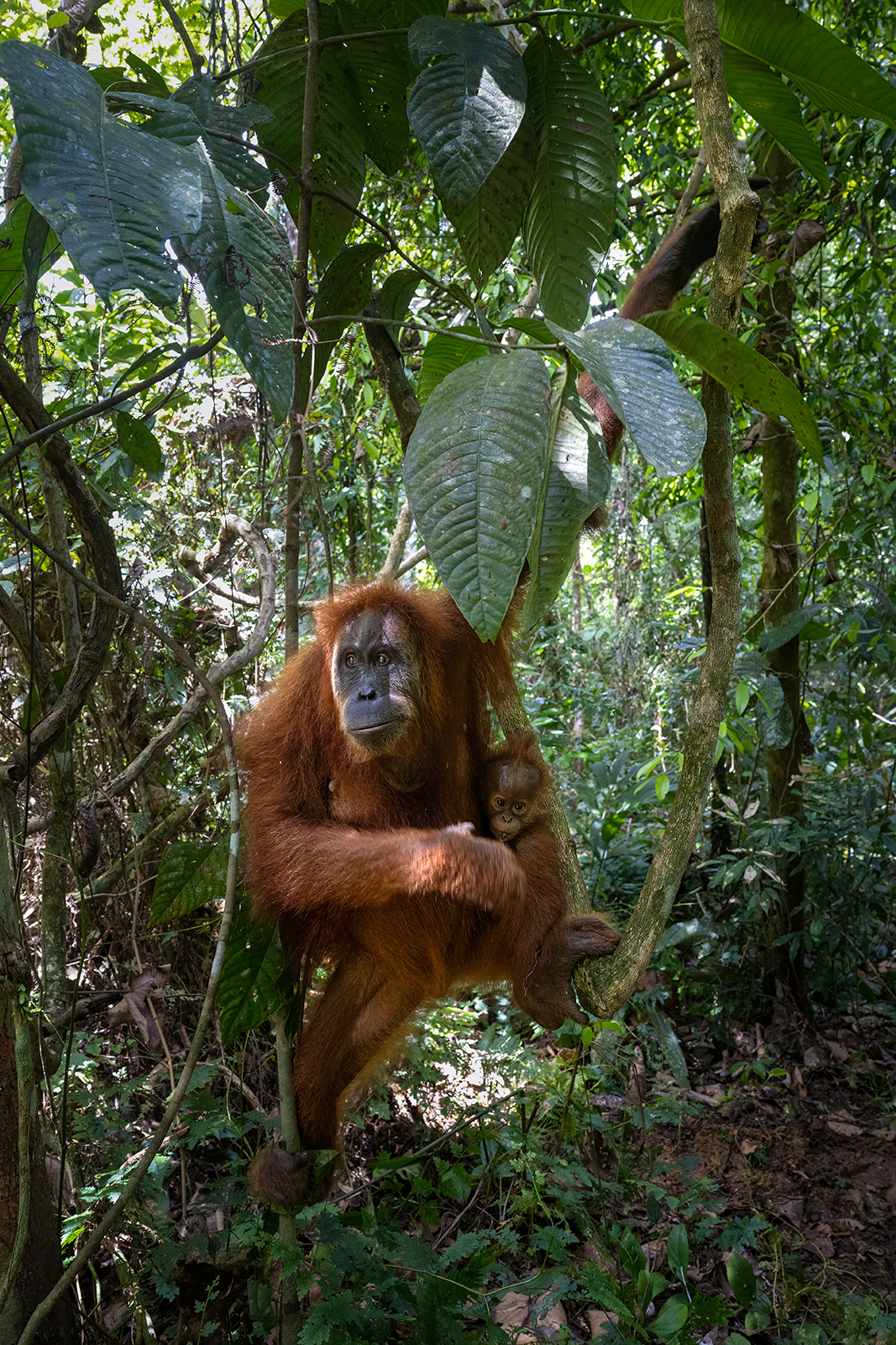 Female orangutan with baby clinging to belly