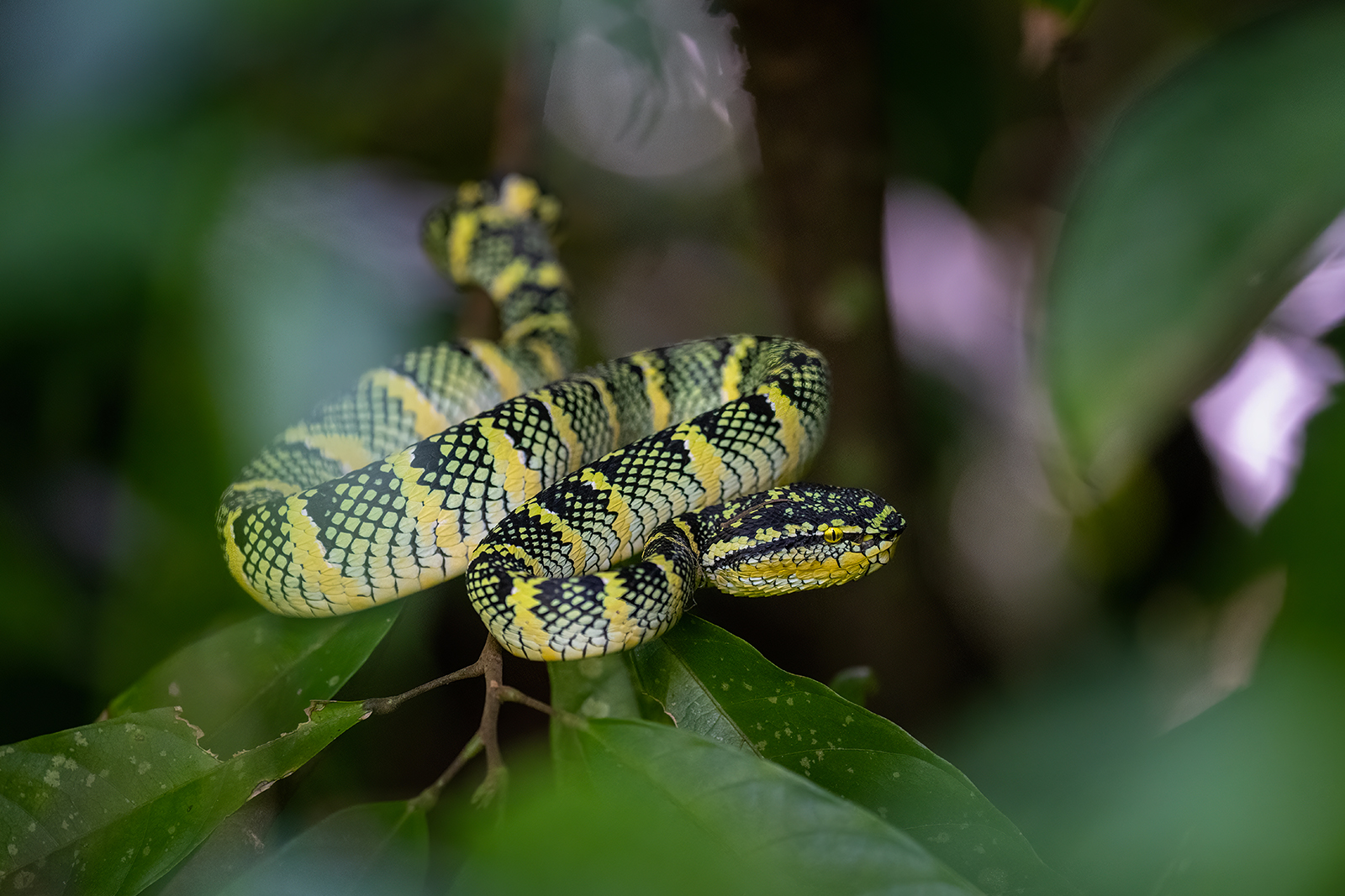 Portrait of a poisonous viper