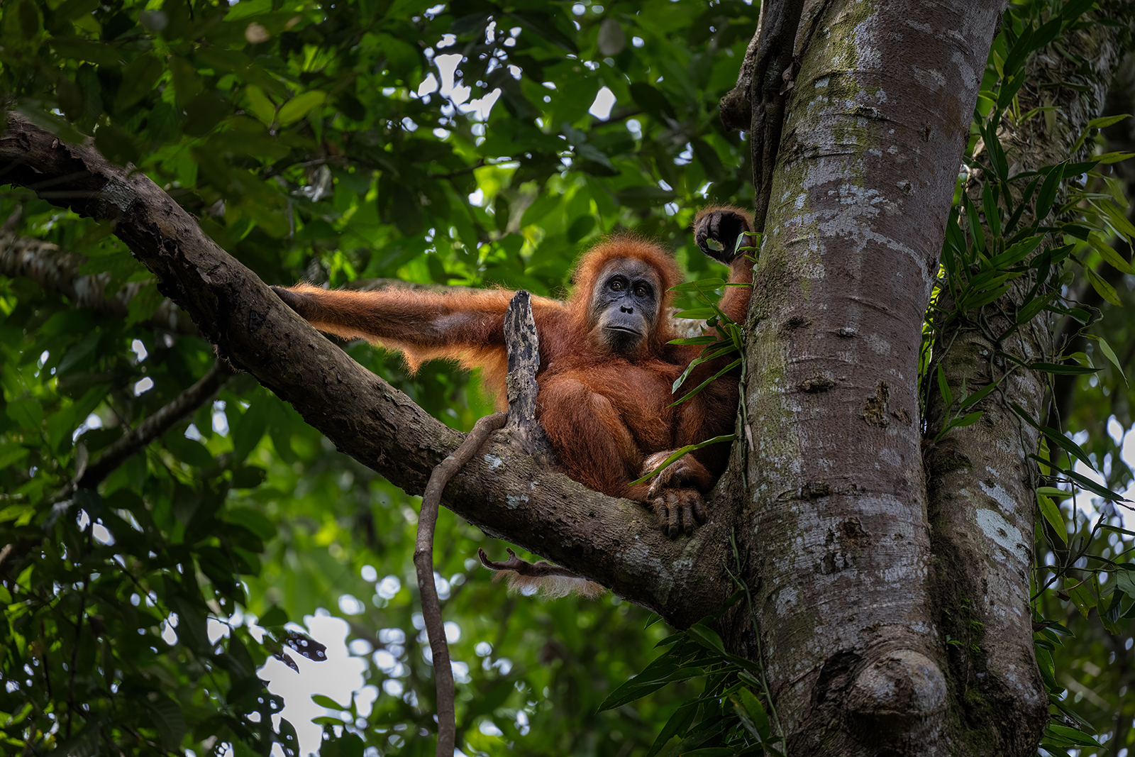 Careful observation of a female orangutan