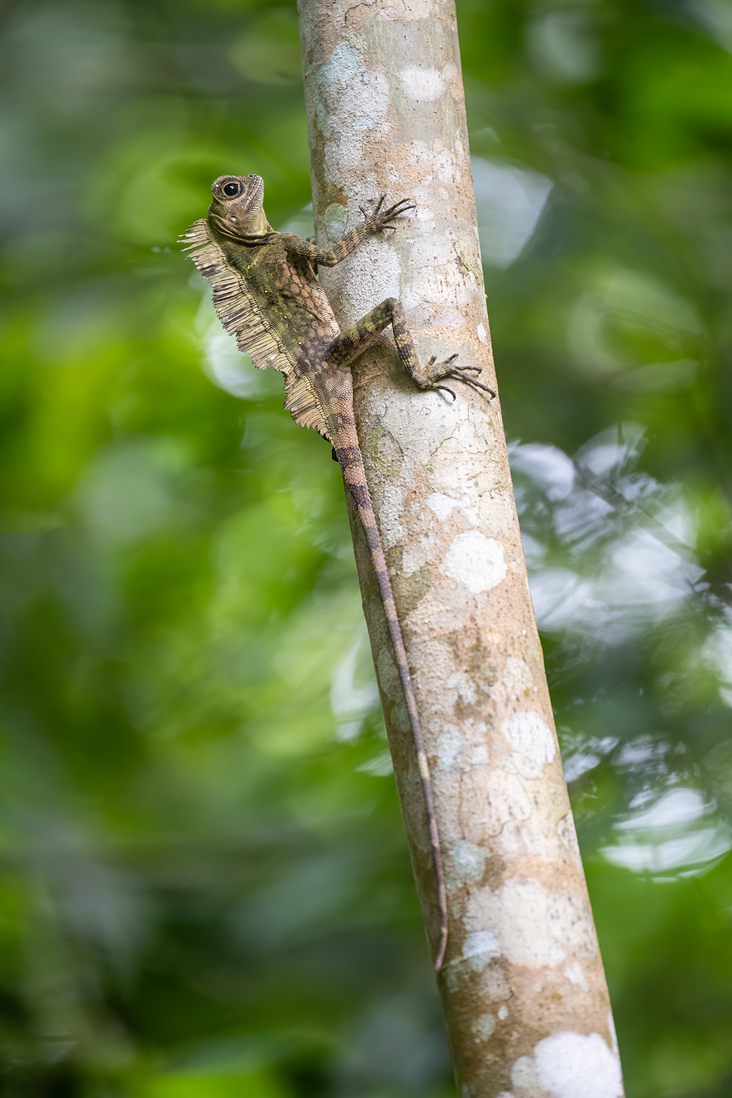 Portrait of a forest dragon in its habitat