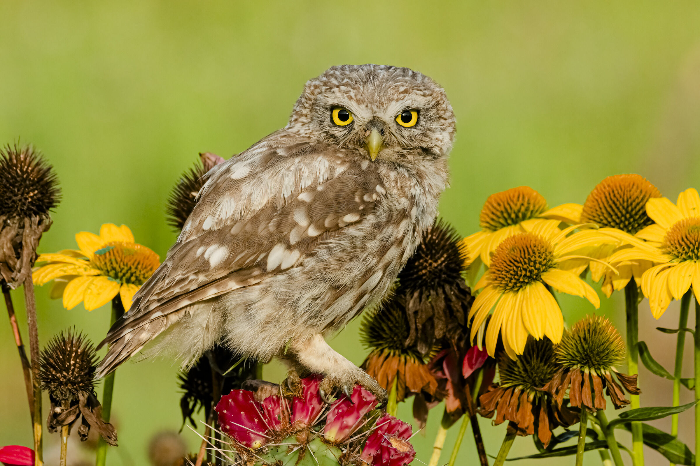 Owl