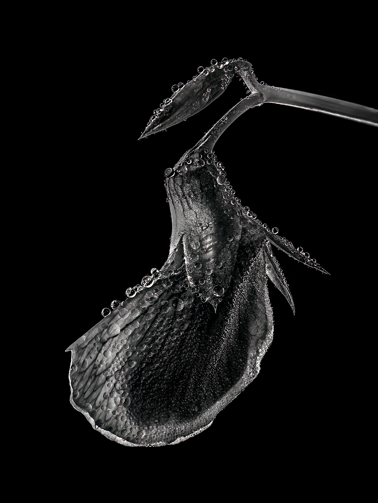 Pea flower under a drizzle