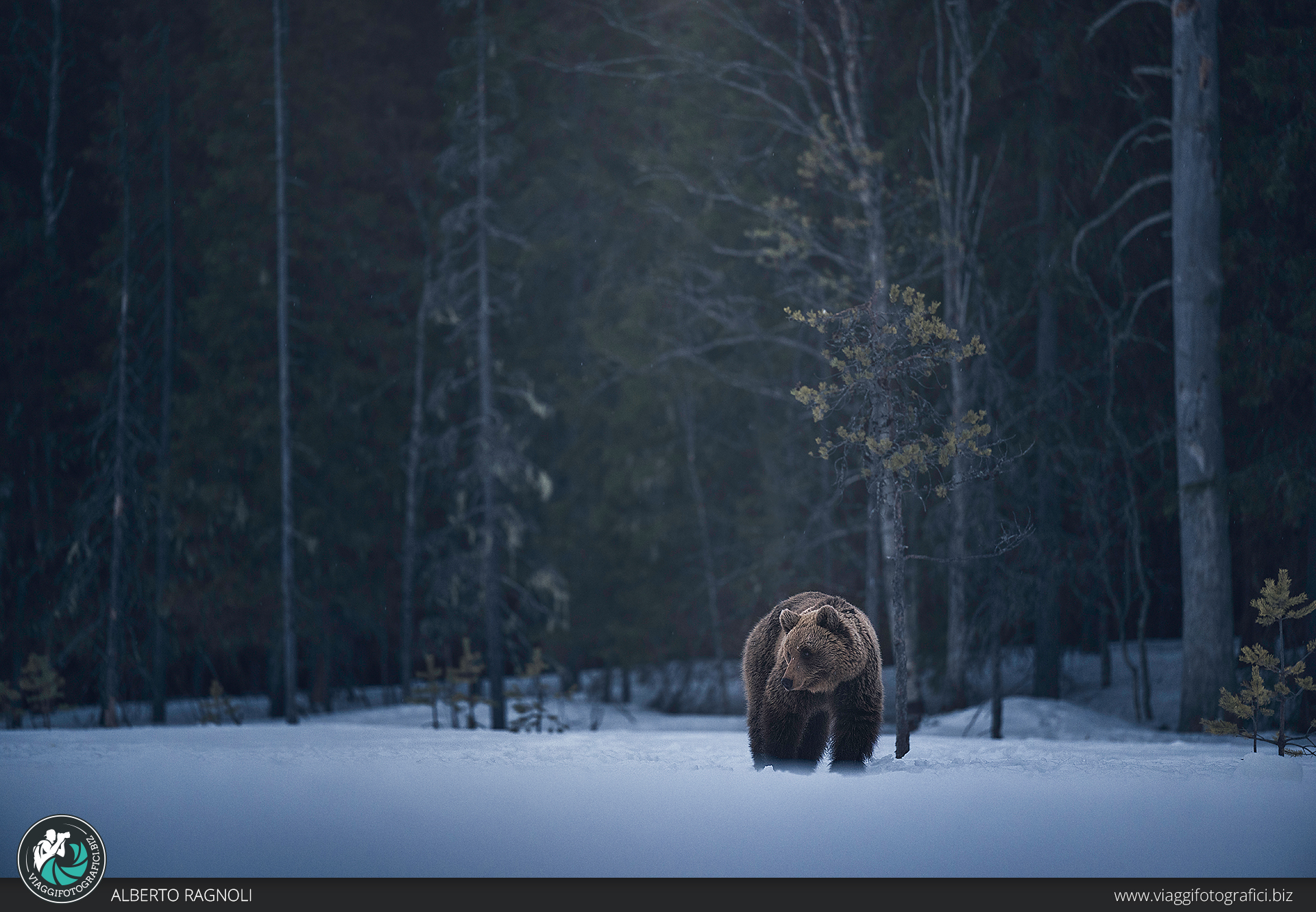 Il risveglio dell'orso