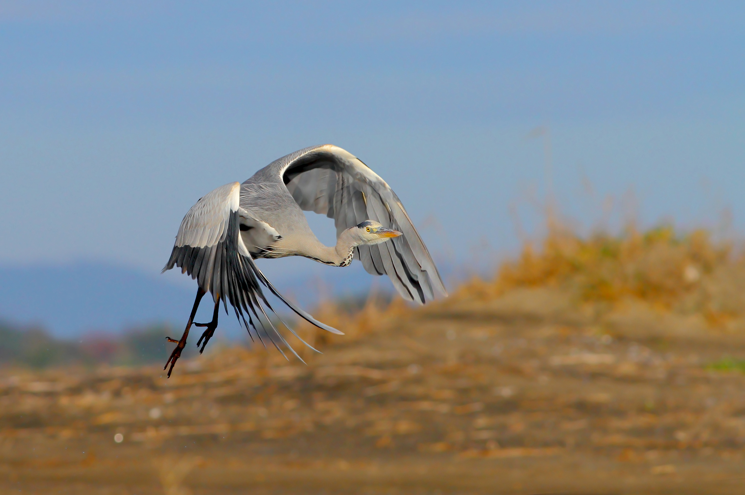 Grey heron.