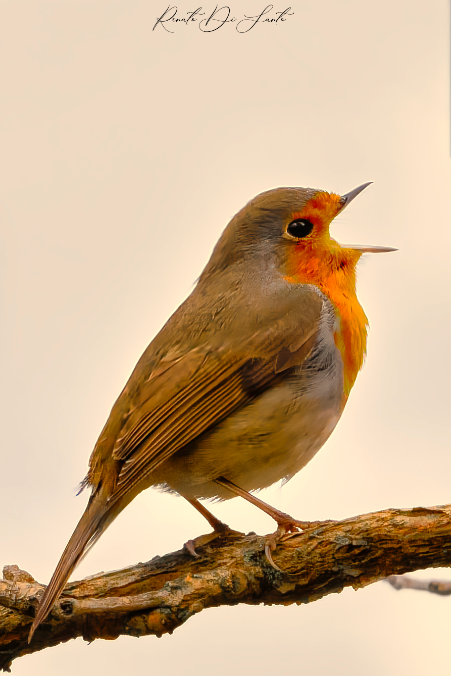 Singing robin