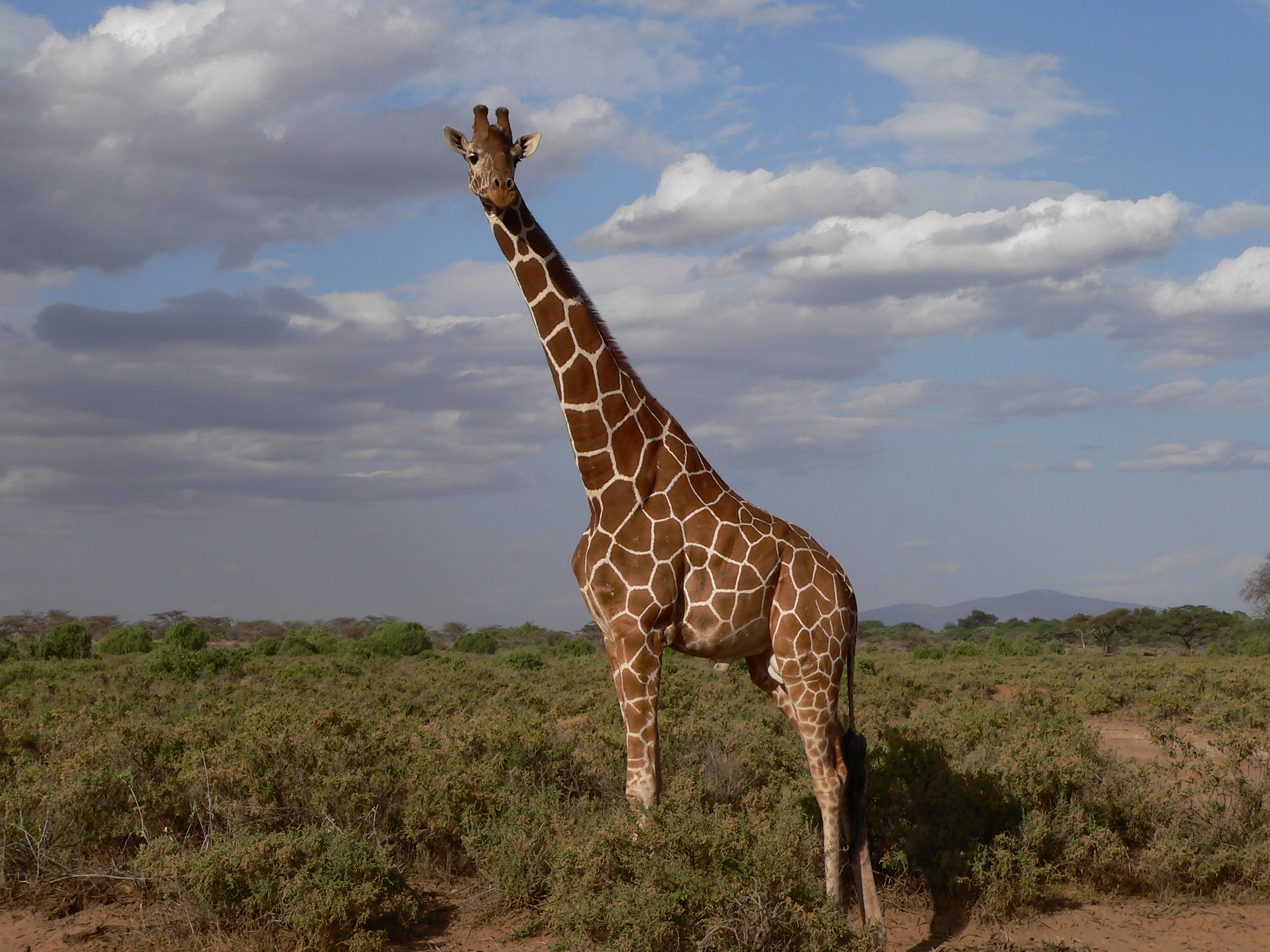 Maschio di giraffa reticolata