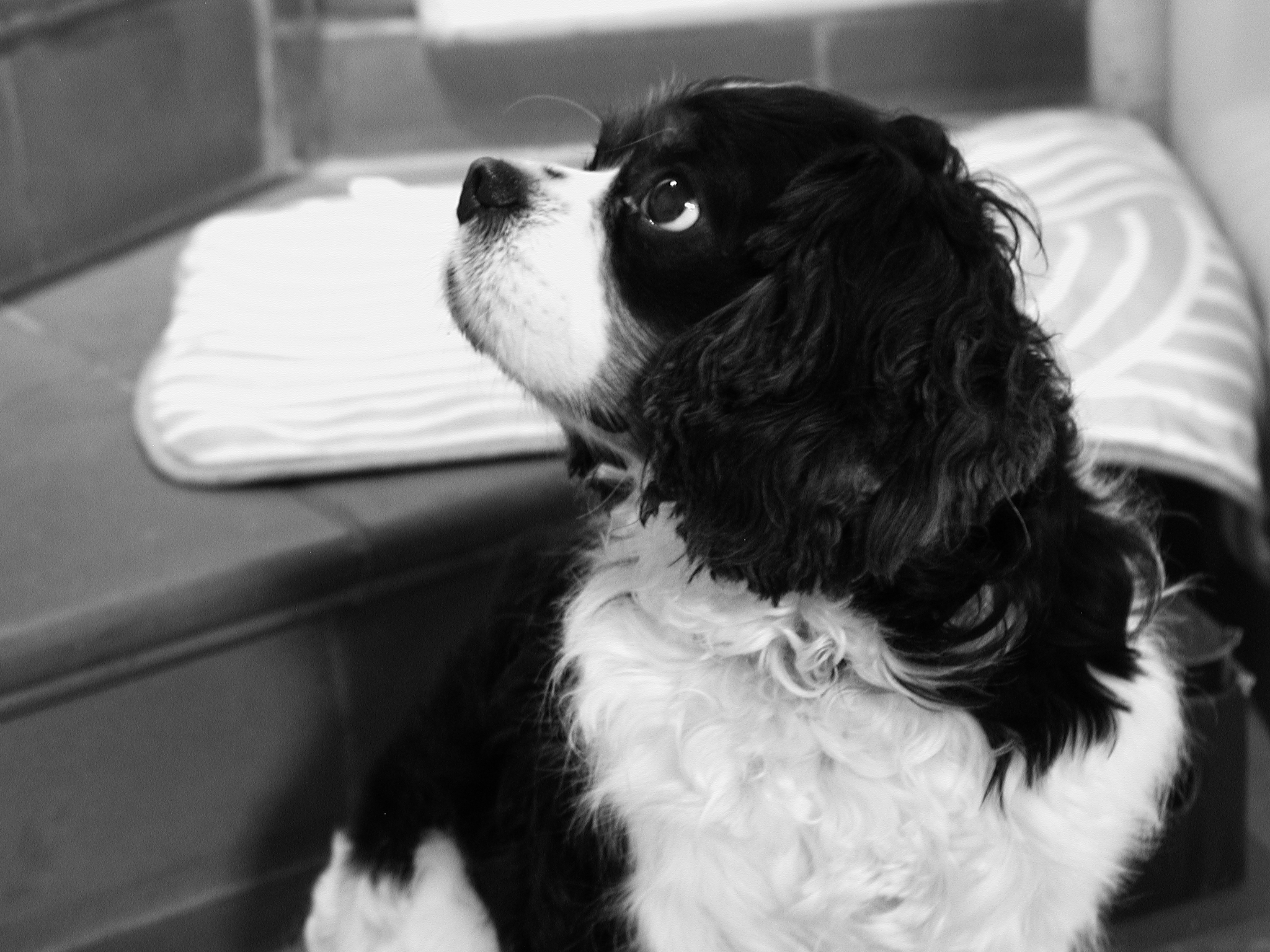 cavalier king