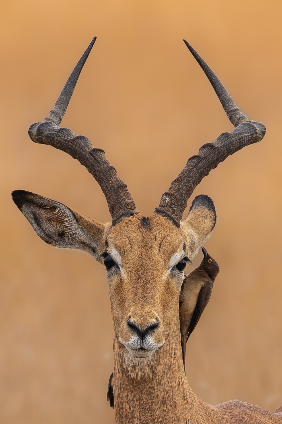 Portrait of impala