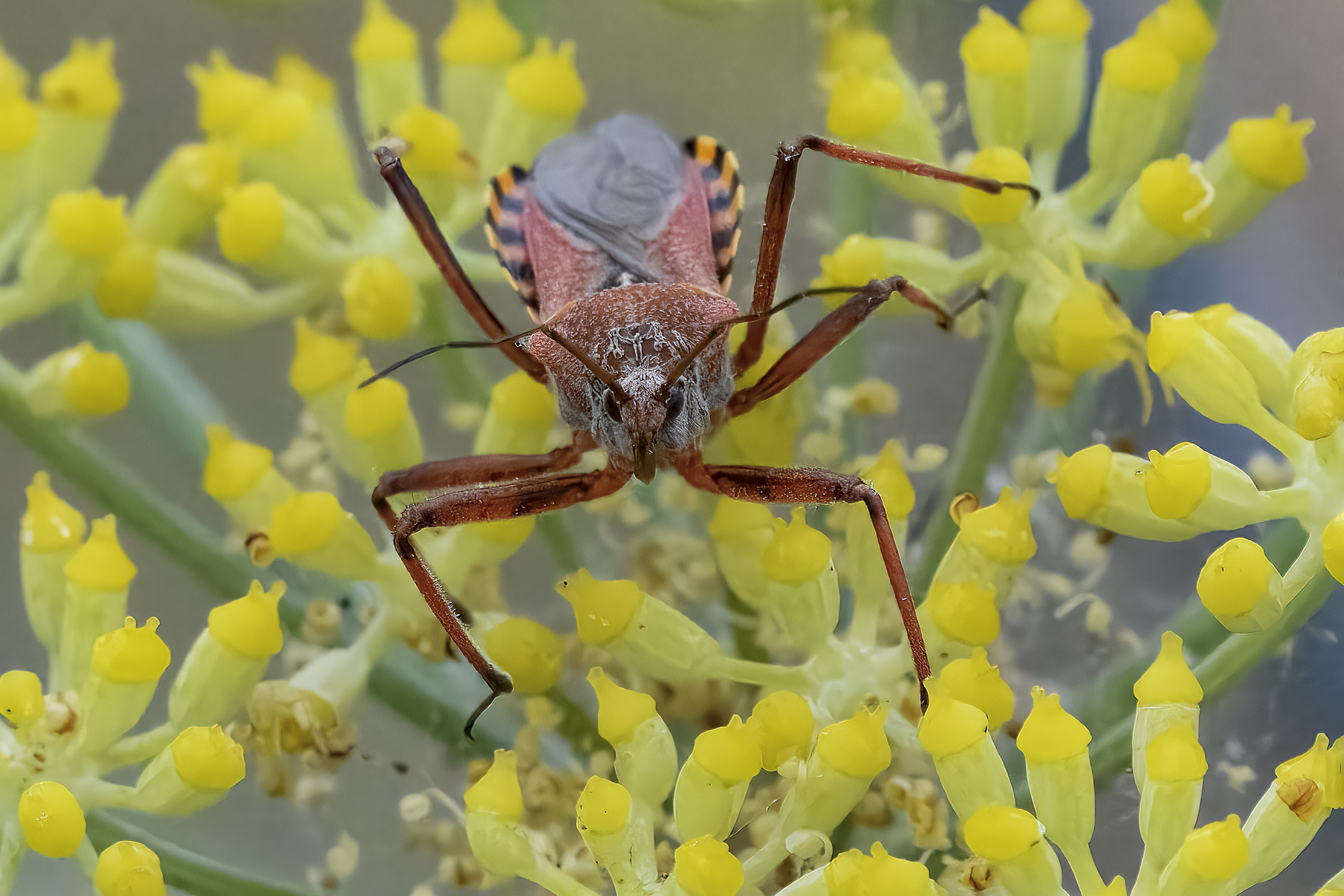Rhynocoris iracundus