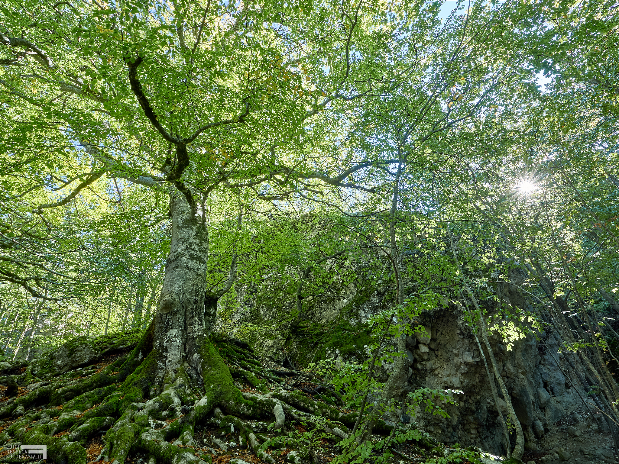 Bosco Vetusto dell'Aschiero - Prati di Tivo, GRAN SASSO
