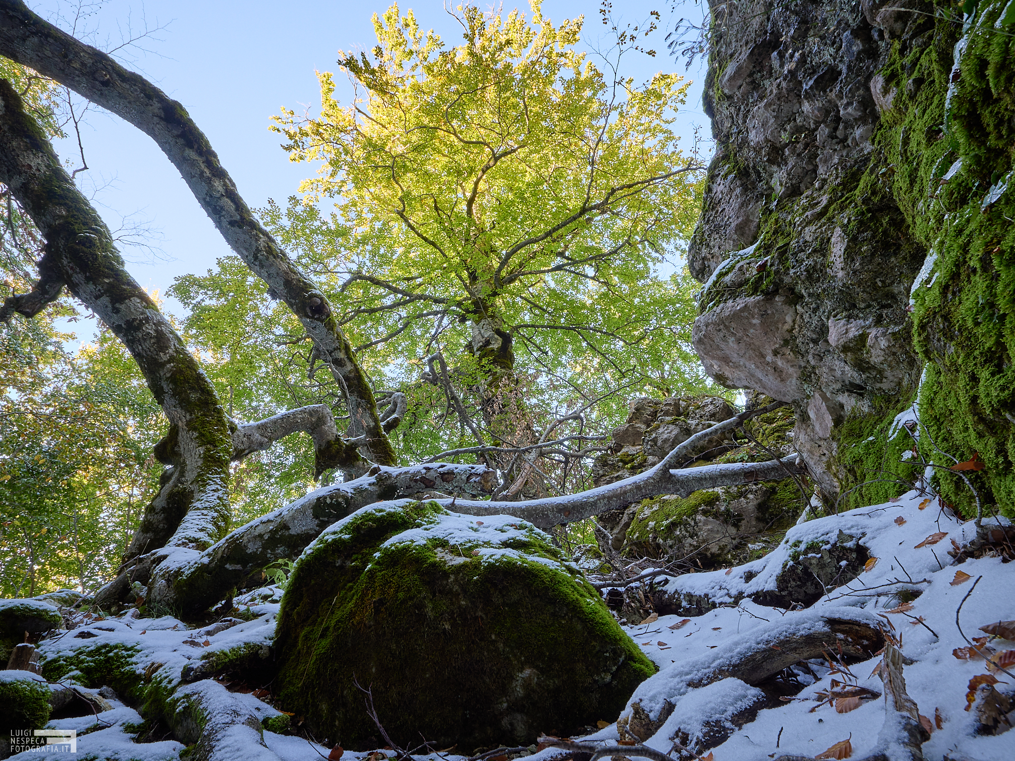 Bosco Vetusto dell'Aschiero - Prati di Tivo, GRAN SASSO