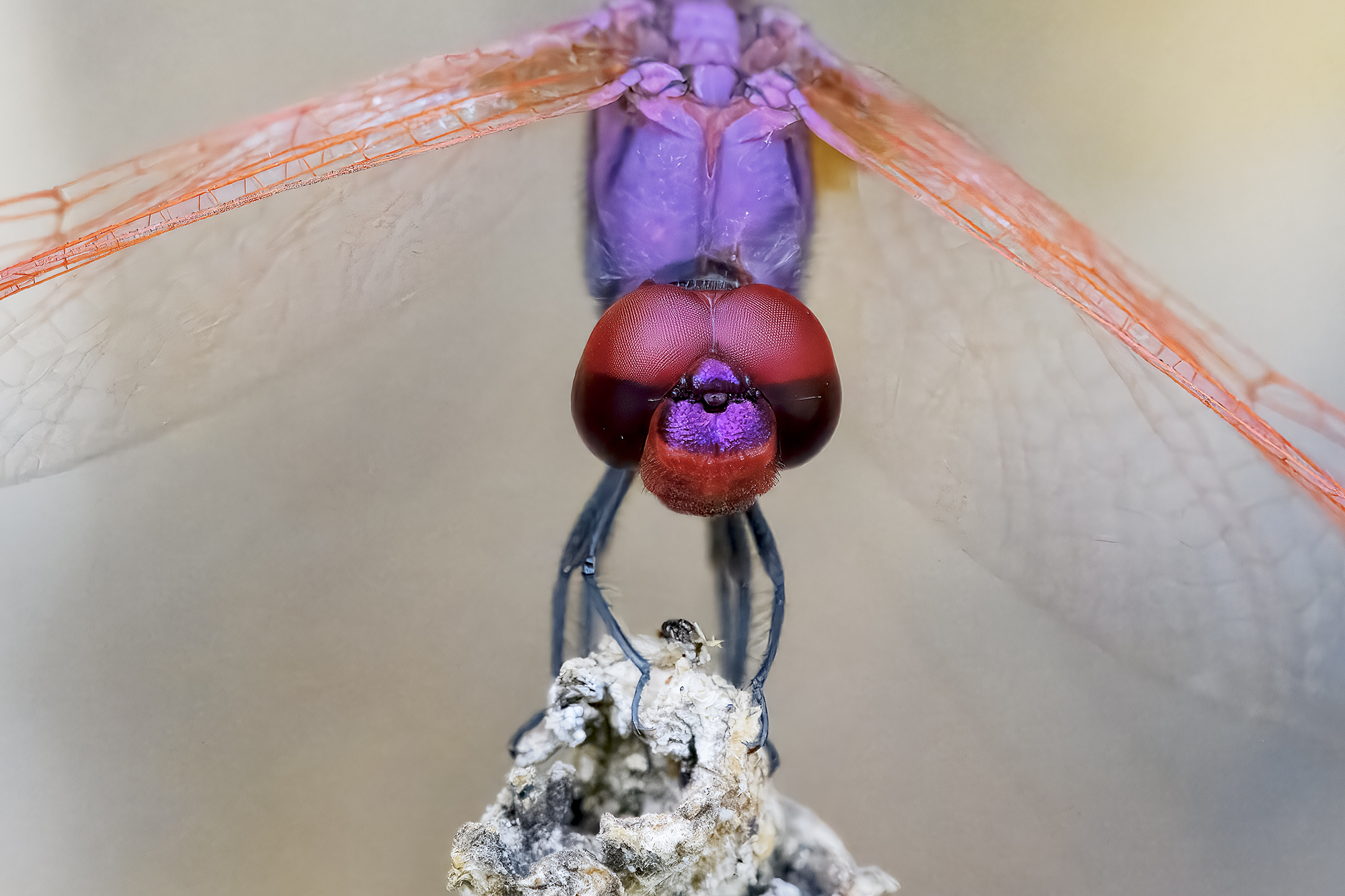 Trithemis annulata