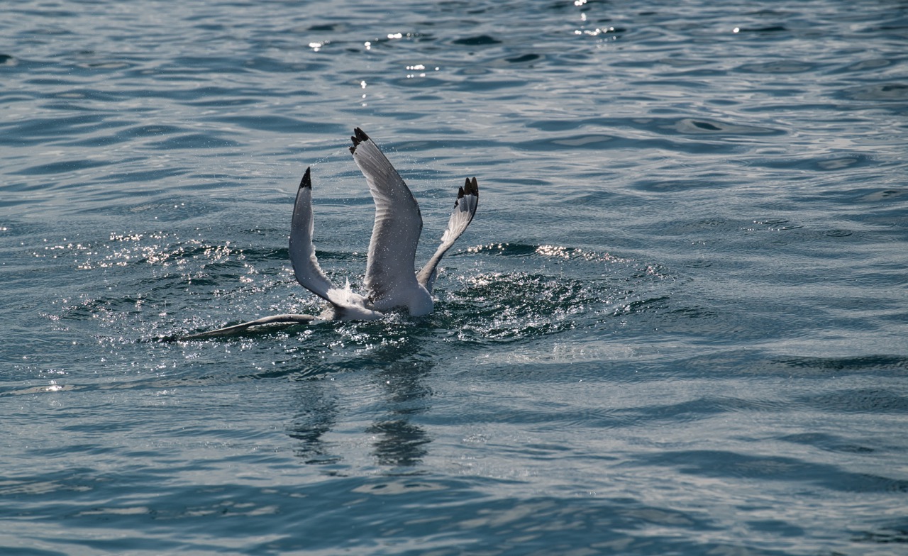 Overlooking the prey