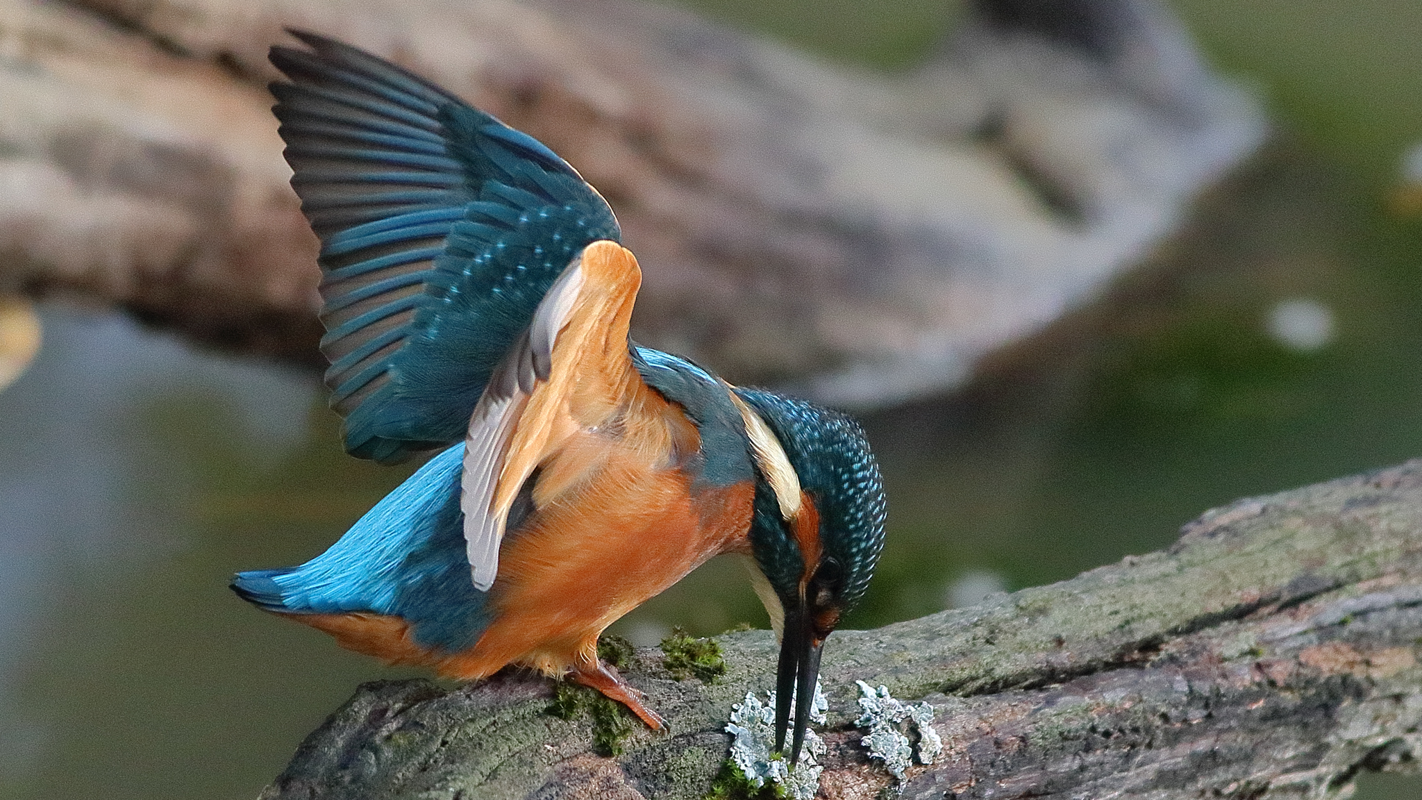 Martín Pescador, Alcedo atthis
