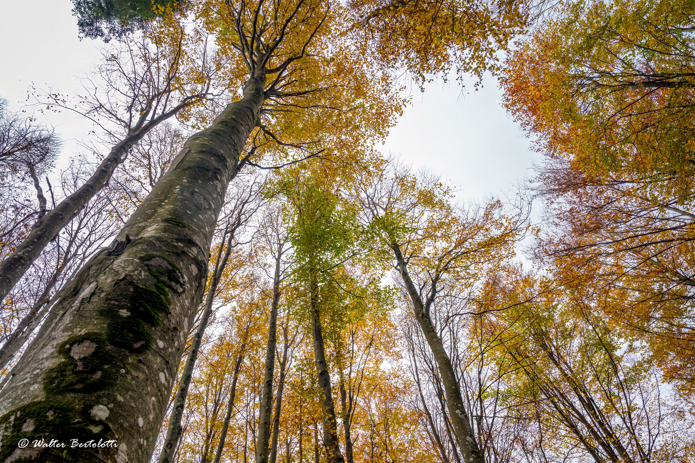 i boschi dell'Amiata