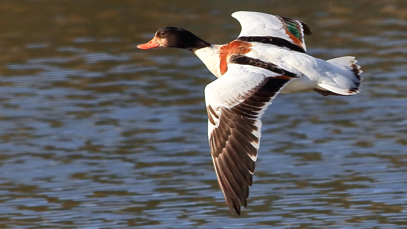 Tarro Blanco, Tadorna Tadorna