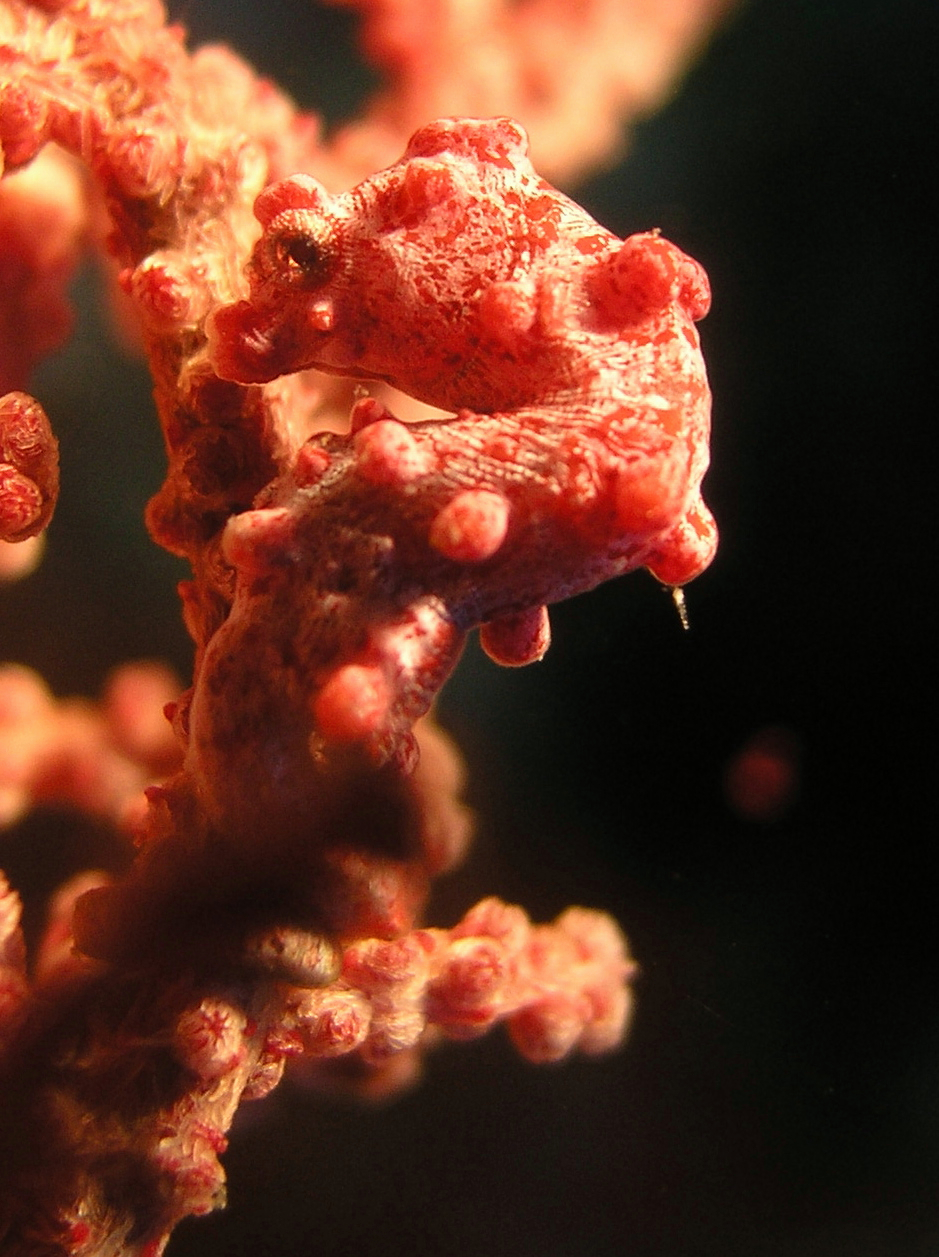 Pygmy Horse (Hippocampus bargibanti)