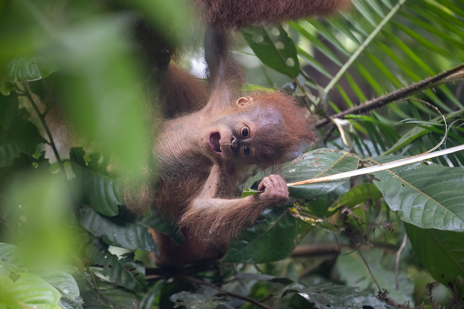 Playtime of a small orangutan