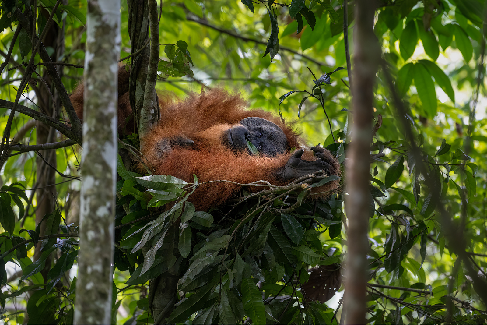 Quiet moment: male orangutan resting in the nest